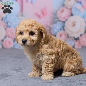 Tootsie, Bich-Poo Puppy